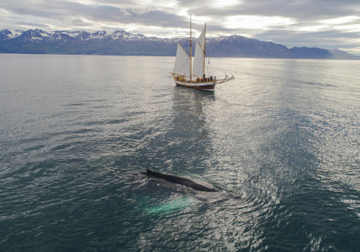 The Most Epic Submarine Tour You Can’t Miss in Aruba – Journey to the Ocean’s Depths!