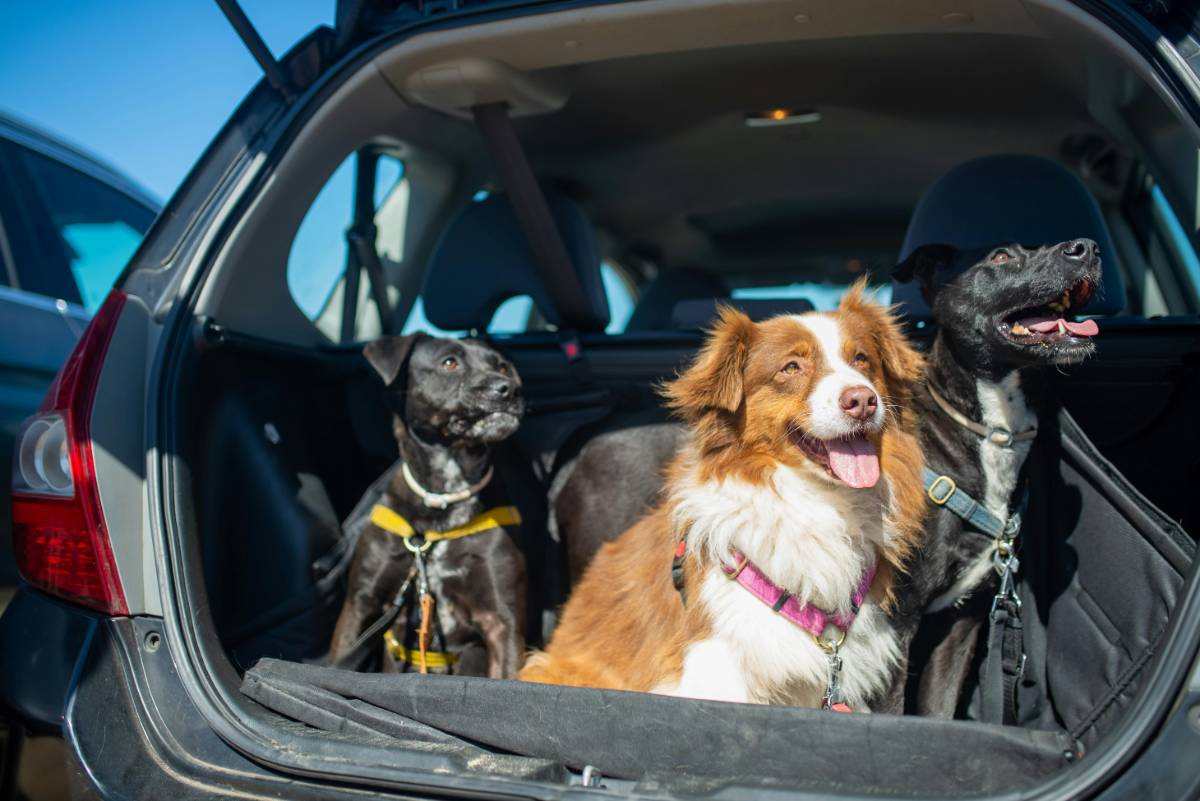 Essential Tips for Traveling with Pets